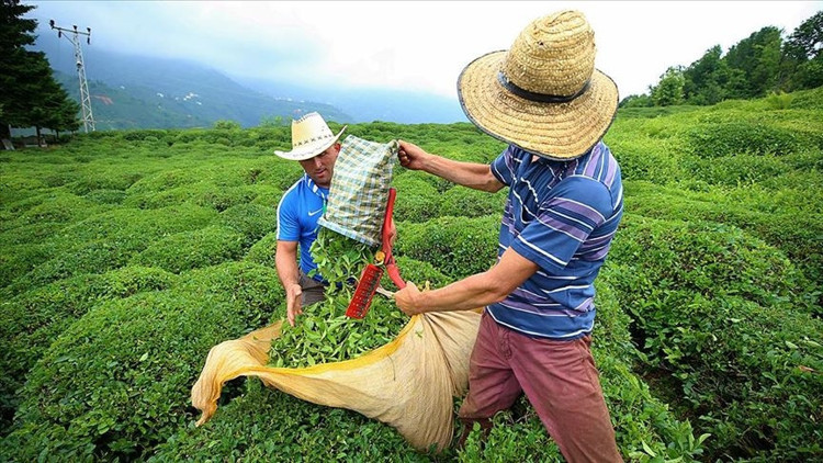 Çay hasadı için Rizeye gelenlerin sayısı 16 bini buldu Çay hasadı için Rizeye gelenlerin sayısı 16 bini buldu