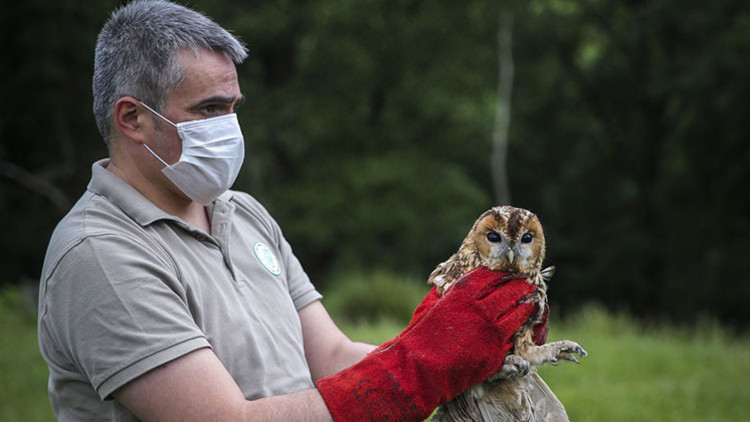 Tedavileri tamamlanan yabani kuşlar doğaya bırakıldı