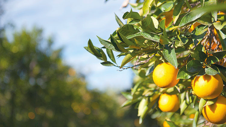 Narenciyeyi hava vurdu