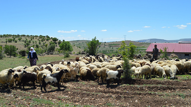 Elazığda göçebelerin zorlu yayla yolculuğu başladı Elazığda göçebelerin zorlu yayla yolculuğu başladı
