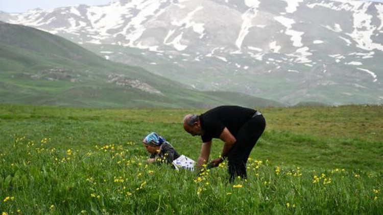Terörden arındırılan Faraşin Yaylası, bölge halkının geçim kaynağı oldu Terörden arındırılan Faraşin Yaylası, bölge halkının geçim kaynağı oldu