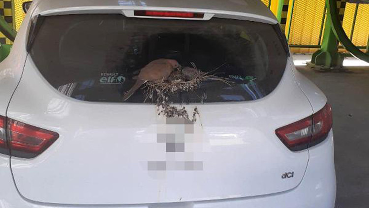 Kumruların arka sileceğine yuva yaptığı otomobilini 2 aydır kullanmıyor Kumruların arka sileceğine yuva yaptığı otomobilini 2 aydır kullanmıyor