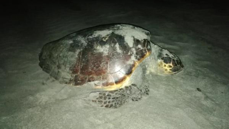 Patarada caretta carettalar yumurta bırakmaya başladı