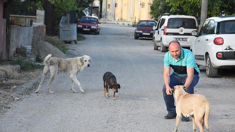 Bir ilçe ayağa kalkmıştı Kedi ve köpeklerin ölüm nedeni belli oldu Bir ilçe ayağa kalkmıştı Kedi ve köpeklerin ölüm nedeni belli oldu