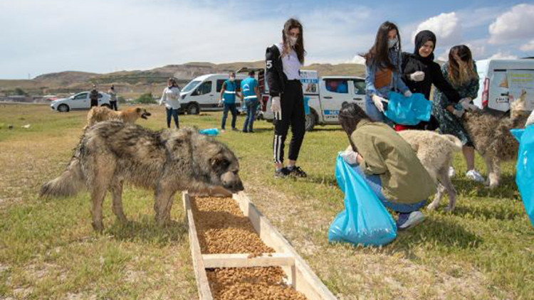 Sokak köpekleri için seferber oldular