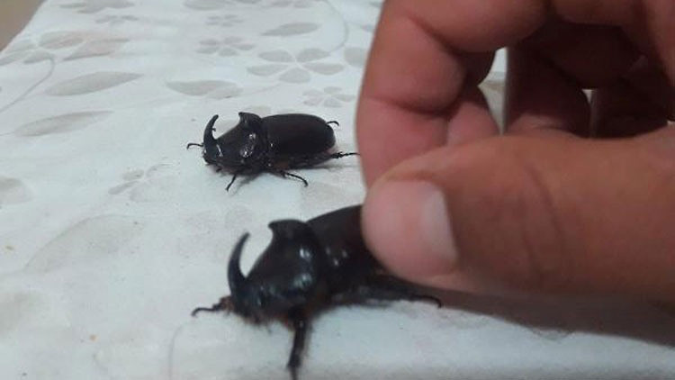 Bingölde gergedan böceği görüldü Bingölde gergedan böceği görüldü