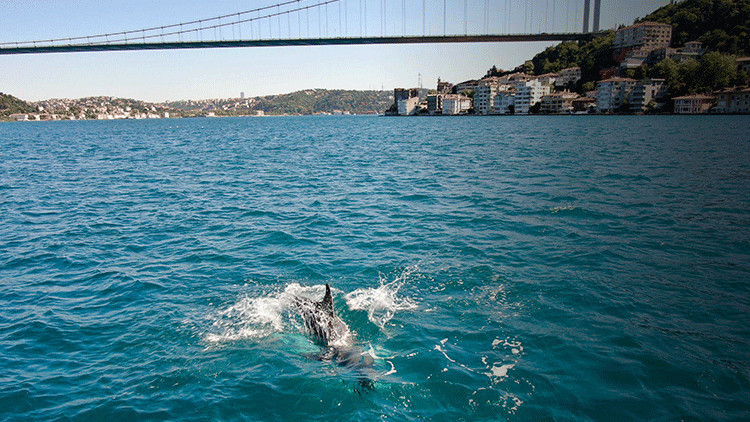 İstanbul Boğazında yunuslar görüntülendi