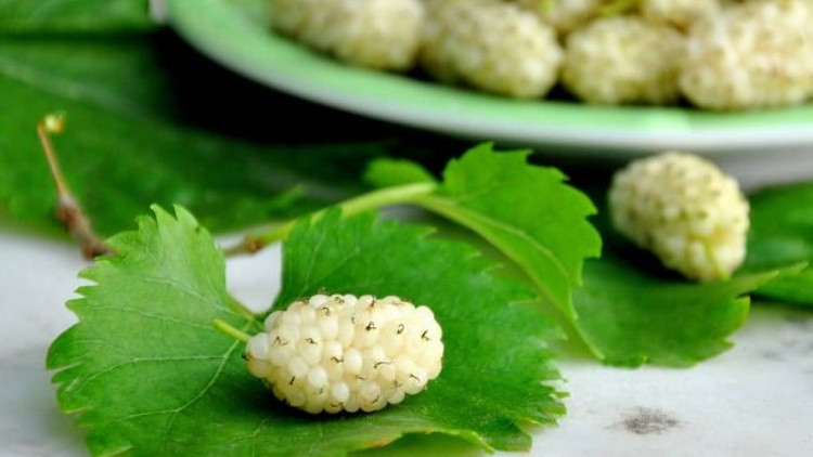 Halsizliğe karşı dut tüketin