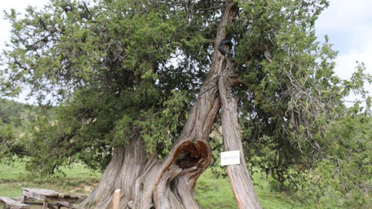 Köydeki 904 yıllık ardıç ağaçları zamana meydan okuyor Köydeki 904 yıllık ardıç ağaçları zamana meydan okuyor