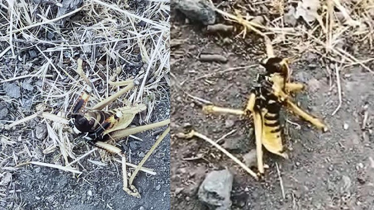 Tuncelide, etçil Çağaboğan çekirgesi görüldü Tuncelide, etçil Çağaboğan çekirgesi görüldü