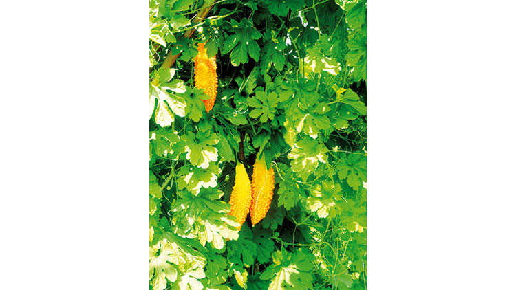 Çeşme’den tıbbi bitki atağı Çeşme’den tıbbi bitki atağı