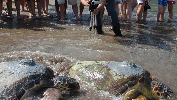Caretta caretta Tuba, sırtındaki uydu takip cihazı ile 6 bin km yol yaptı