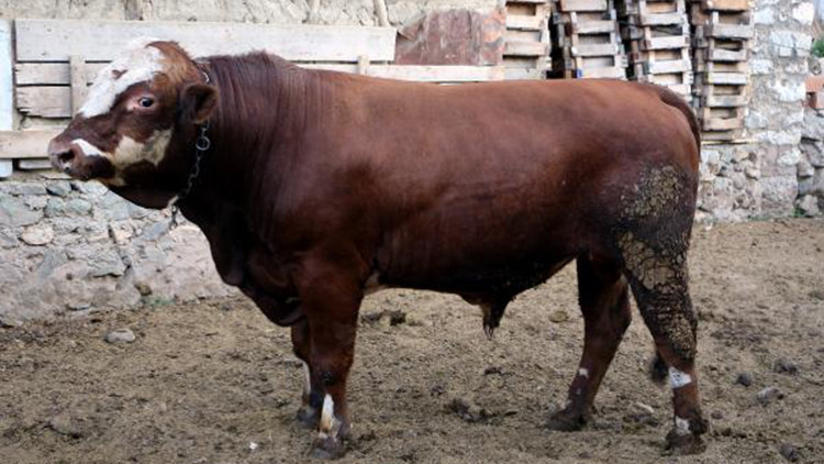 Bir ton 100 kiloluk kurbanlık boğa ‘Katlı‘, alıcı bekliyor