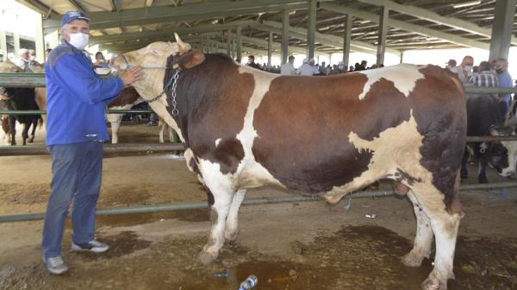 1 ton 100 kiloluk kurbanlık boğa, 23 bin liraya satıldı