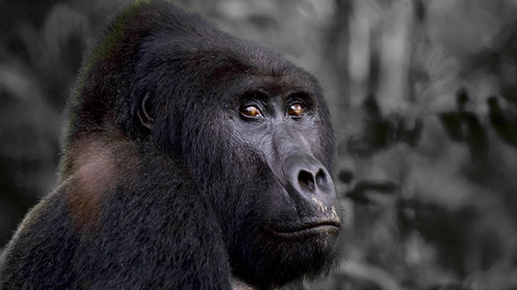 Goril öldürdü Mahkeme cezasını açıkladı Goril öldürdü Mahkeme cezasını açıkladı