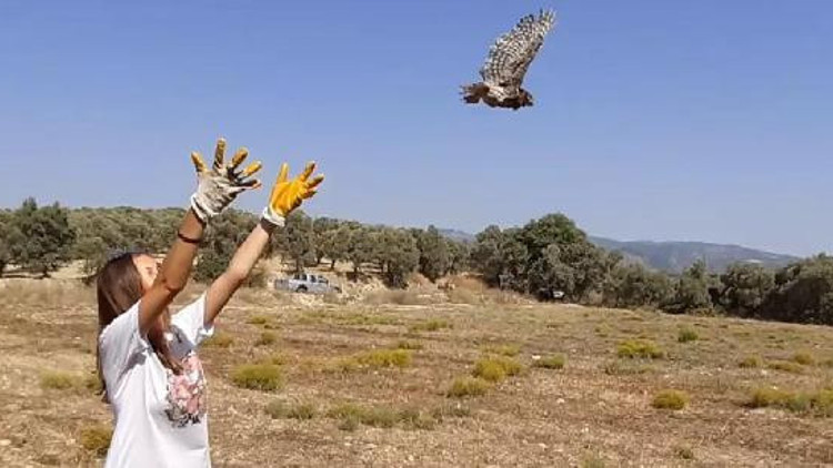 Tedavisi tamamlanan yavru baykuş doğaya salındı