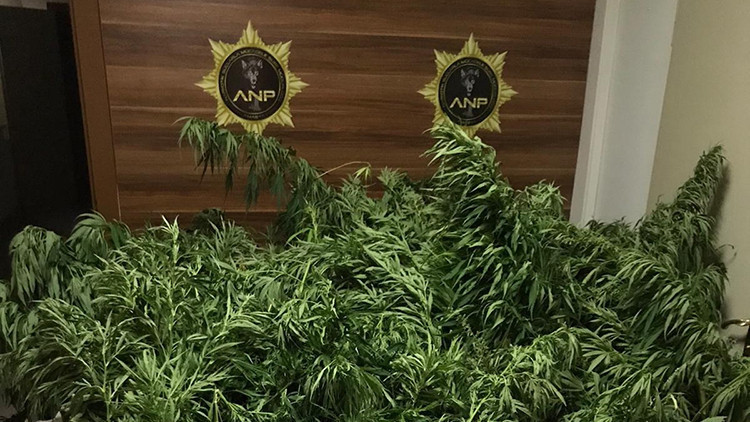 Amasyada 558 kök Hint keneviri ele geçirildi