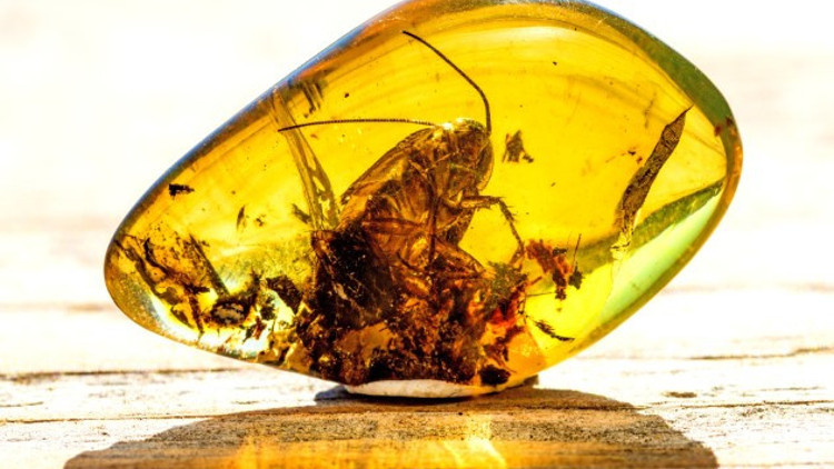 Kehribar Taşı Nedir, Nerelerde Ve Nasıl Bulunur Kehribar Taşı Nasıl Anlaşılır Özellikleri Ve Faydaları