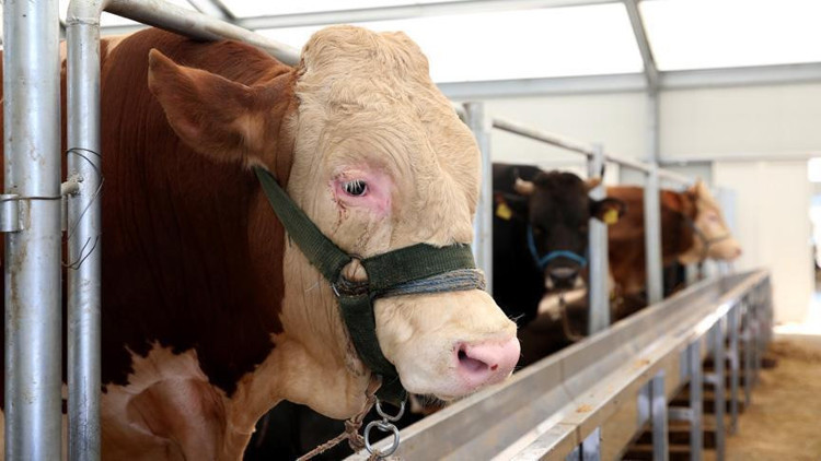 Şarbon nedir ve hayvanlardan insanlara bulaşır mı Şarbon nedir ve hayvanlardan insanlara bulaşır mı