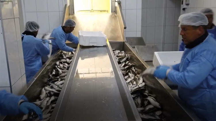 Dalyanda yetiştiriliyor Dubaiden talep yağıyor Dalyanda yetiştiriliyor Dubaiden talep yağıyor