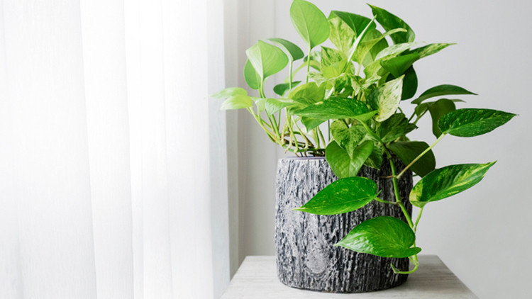 Ev bitkileri için pratik bakım ipuçları