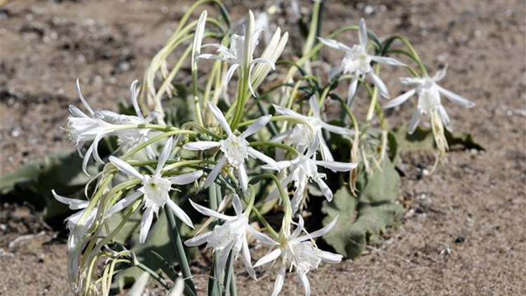 Kum zambakları koruma altında