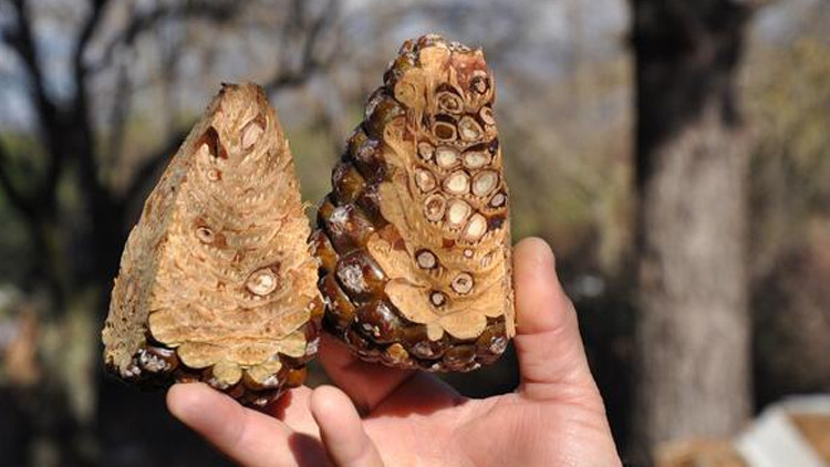 Faydası saymakla bitmiyor Kilosu 800 lira