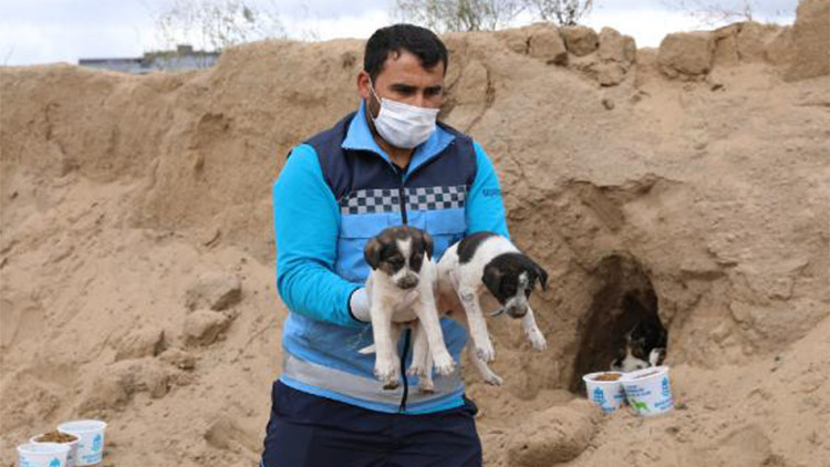 Belediye ekipleri 10 yavru köpeği sıcak yuvaya kavuşturdu