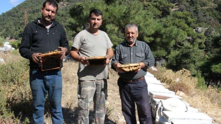 Arı kovanlarında esrarengiz olay Allah yazıp gidiyorlar