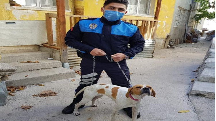 Sopayla işkence edilen köpeği zabıta görevlisi sahiplendi, saldırgana para cezası kesildi Sopayla işkence edilen köpeği zabıta görevlisi sahiplendi, saldırgana para cezası kesildi