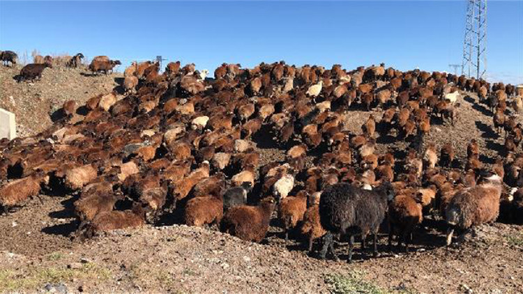 Göçerlerin zorlu yolculuğu Göçerlerin zorlu yolculuğu
