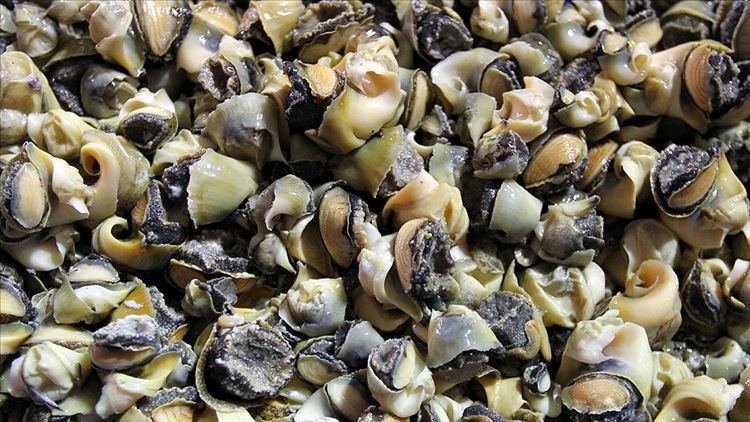 Deniz salyangozu ihracatı 11.8 milyon dolar kazandırdı
