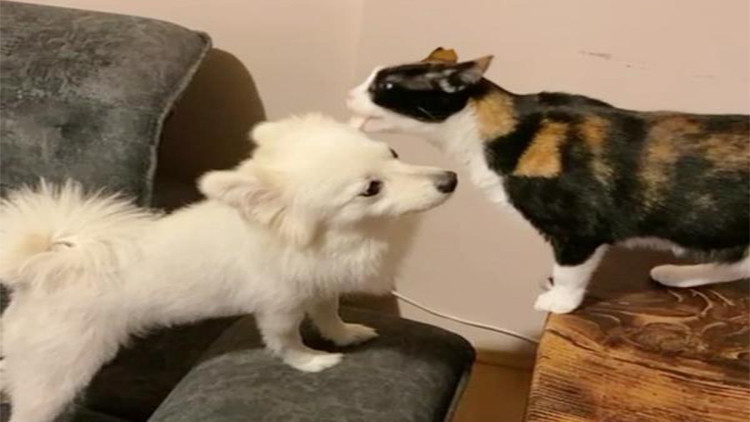 Aynı evde büyüyen kedi ve köpek, uzun süre sonra bir araya geldi Aynı evde büyüyen kedi ve köpek, uzun süre sonra bir araya geldi