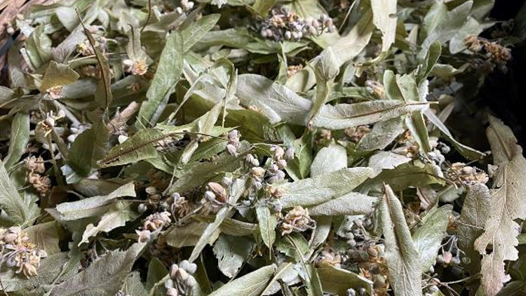 Ihlamur fiyatları uçuşa geçti Ihlamur fiyatları uçuşa geçti