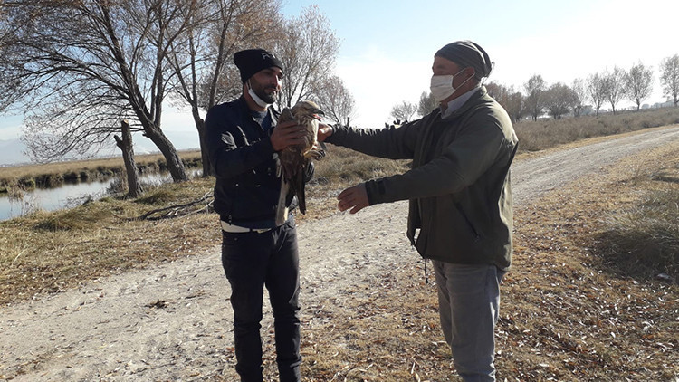 Yaralı bulunan Kızıl Şahin tedavi altına alındı Yaralı bulunan Kızıl Şahin tedavi altına alındı