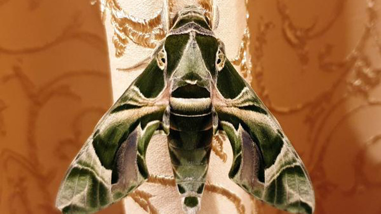 Bahçede büyüyen mekik kelebeği eve girdi