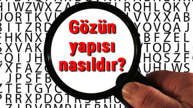 Gözün yapısı nasıldır Gözün bölümleri nelerdir Gözün bölümlerinin isimleri ve görevleri Gözün yapısı nasıldır Gözün bölümleri nelerdir Gözün bölümlerinin isimleri ve görevleri
