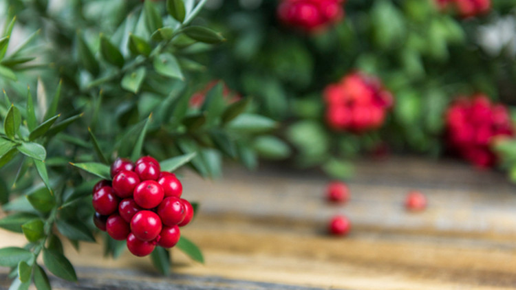 Evinize şans getirecek... Kokina çiçeği nasıl yapılır