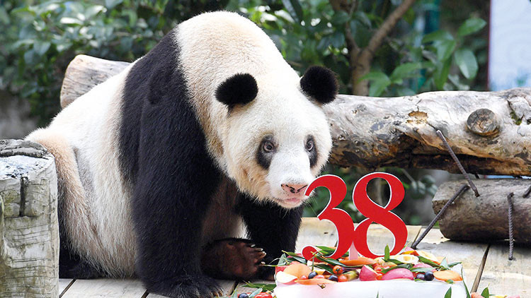 En yaşlı panda öldü
