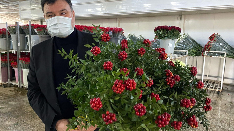 Yılbaşı çiçeği kokinaya yoğun talep