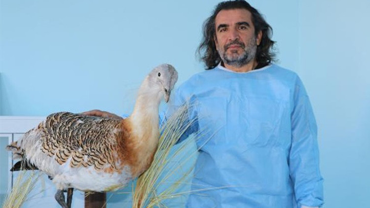 Kırmızı listedeki yaralı yakalı toy, Vanda tedavi altına alındı