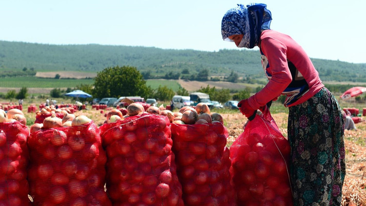 Polatlı soğanı tescillendi Polatlı soğanı tescillendi