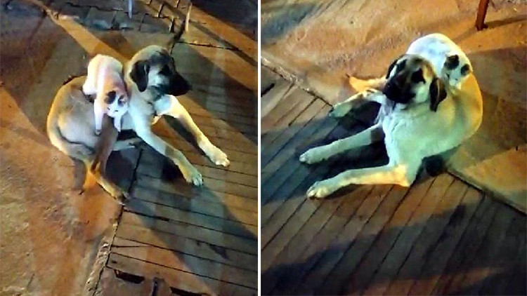 Kedi ile köpeğin yakınlığı ilgi çekiyor
