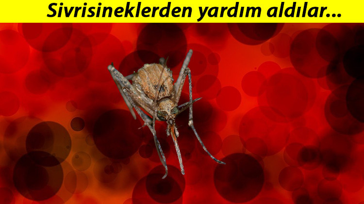 Japonyadan çığır açacak buluş... Sivrisineğin koklama duyusundan kanser dedektörü geliştirdiler