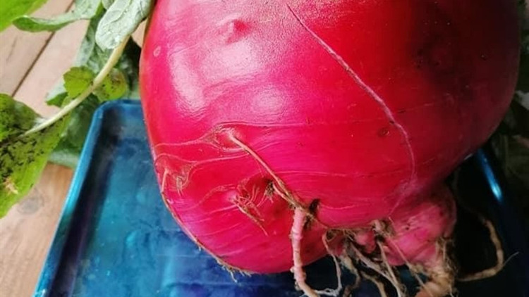 Üreticisi bile gözlerine inanamadı Tam 6,5 kilo ağırlığında