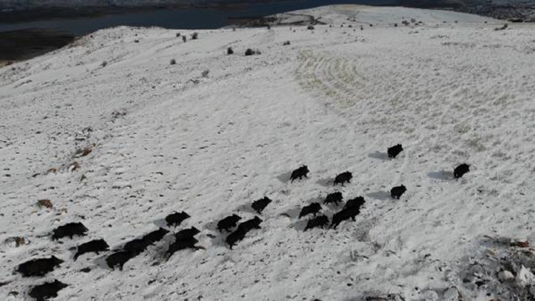 Elazığda yaban domuzu sürüsü, havadan görüntülendi