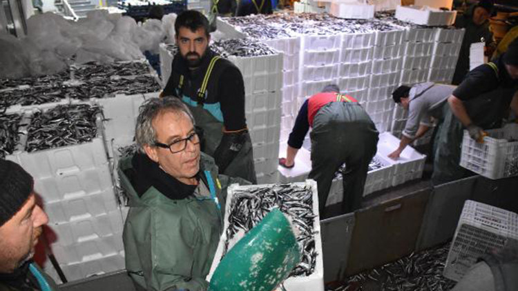 Balıkçılar, hamsi avının serbest olduğu İğneadaya akın etti
