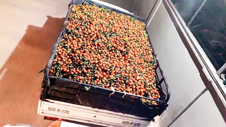 Mandalina hırsızları: 15 ton çaldılar