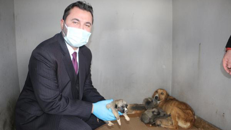 Donmak üzereyken bulunan köpek ve 8 yavrusuna belediye sahip çıktı
