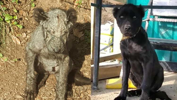 Ormanda ölmek üzereyken bulundu 45 gün sonra sağlığına kavuştu